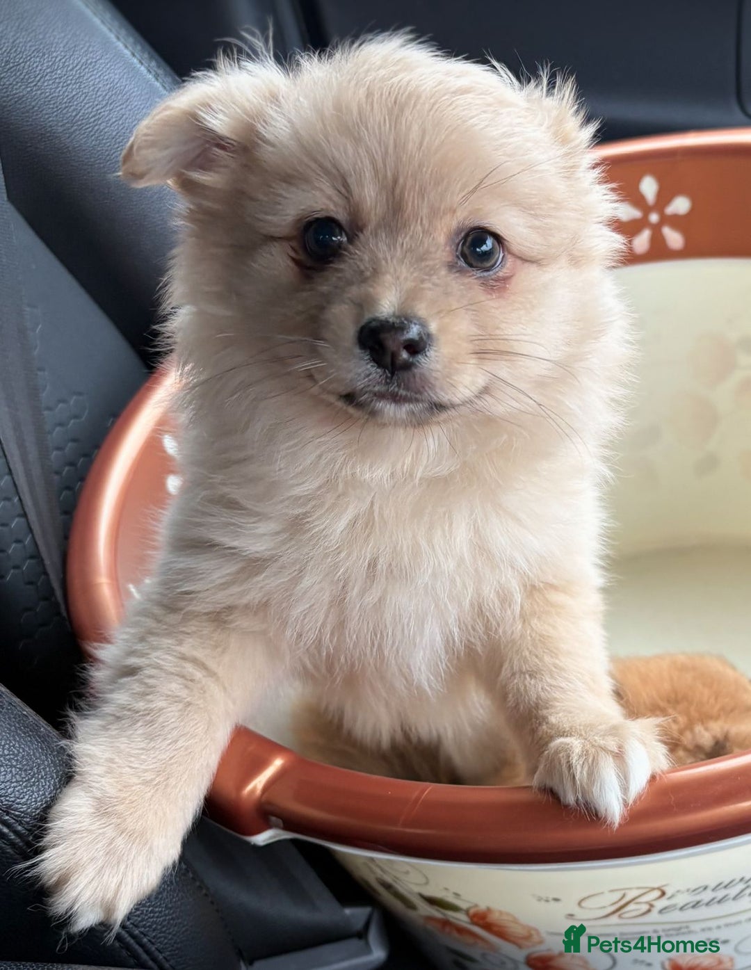 Pomeranian dogs for sale: Pomeranian  - Image 2
