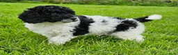 Cavapoo dogs for sale: LAST BOY VET CHECKED STUNNING F1B CAVAPOO   - Advert 3