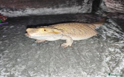 Bearded Dragon reptiles for sale: Male bearded dragon and setup - Image 3