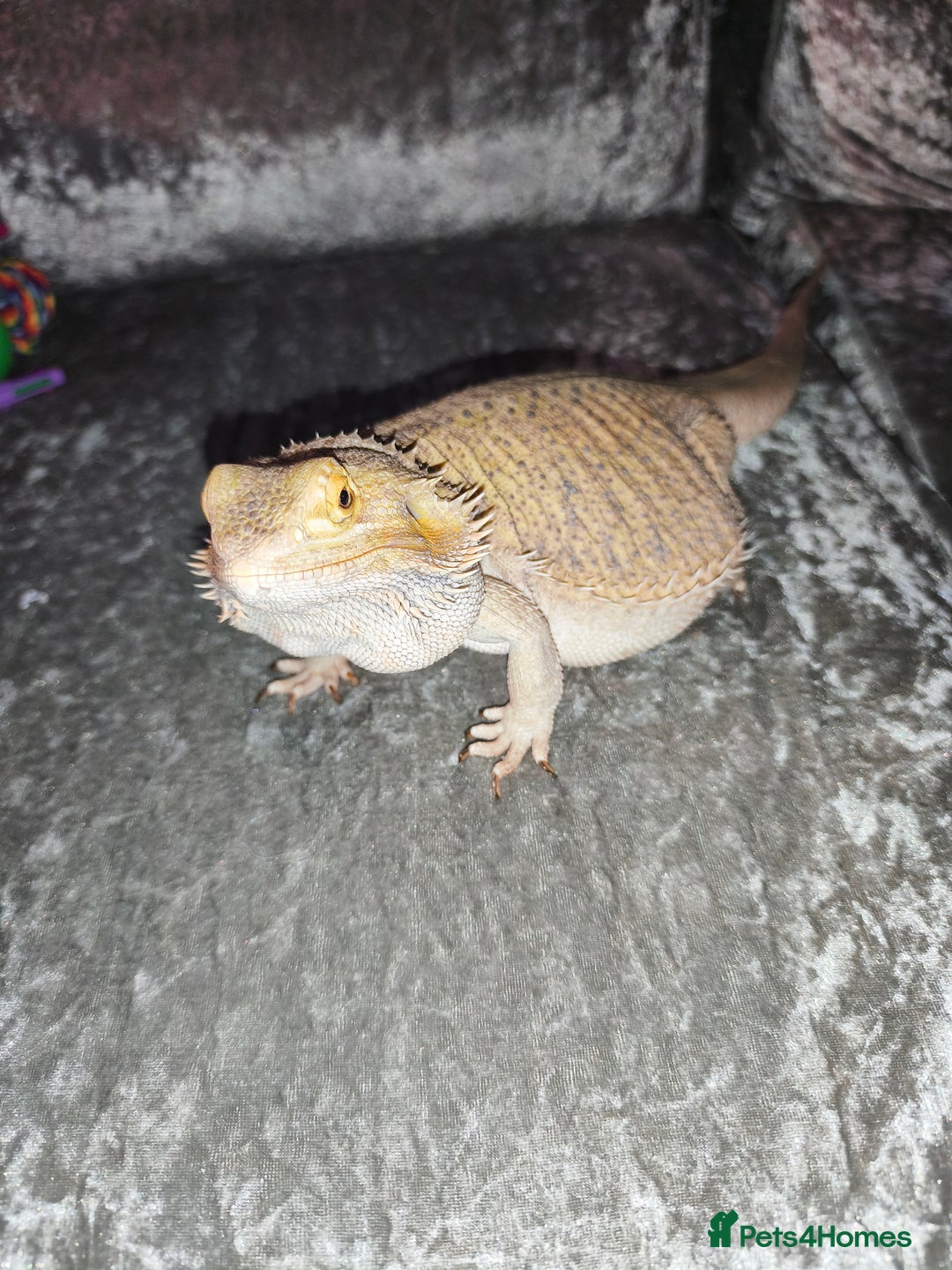 Bearded Dragon reptiles for sale: Male bearded dragon and setup - Image 3