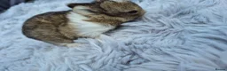 Netherland Dwarf rabbits for sale: Beautifull netherland  dwarf  babys  - Advert 2