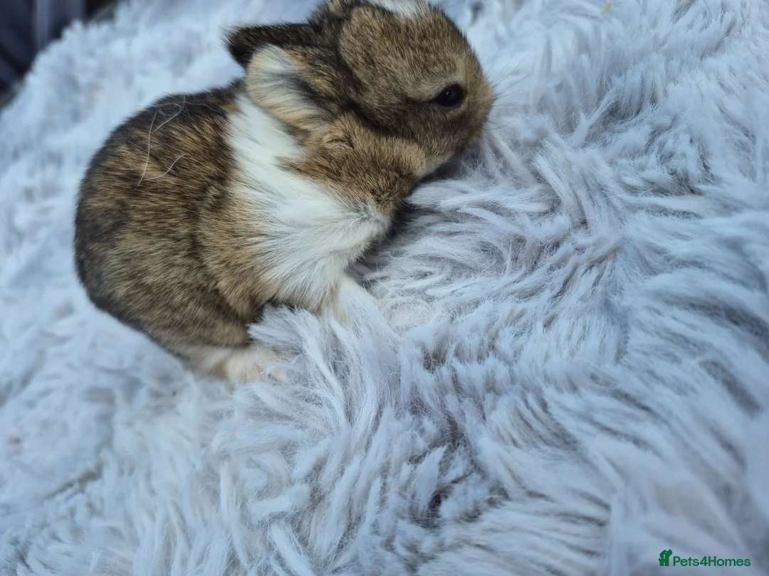 Netherland Dwarf rabbits for sale: Beautifull netherland  dwarf  babys  - Advert 2