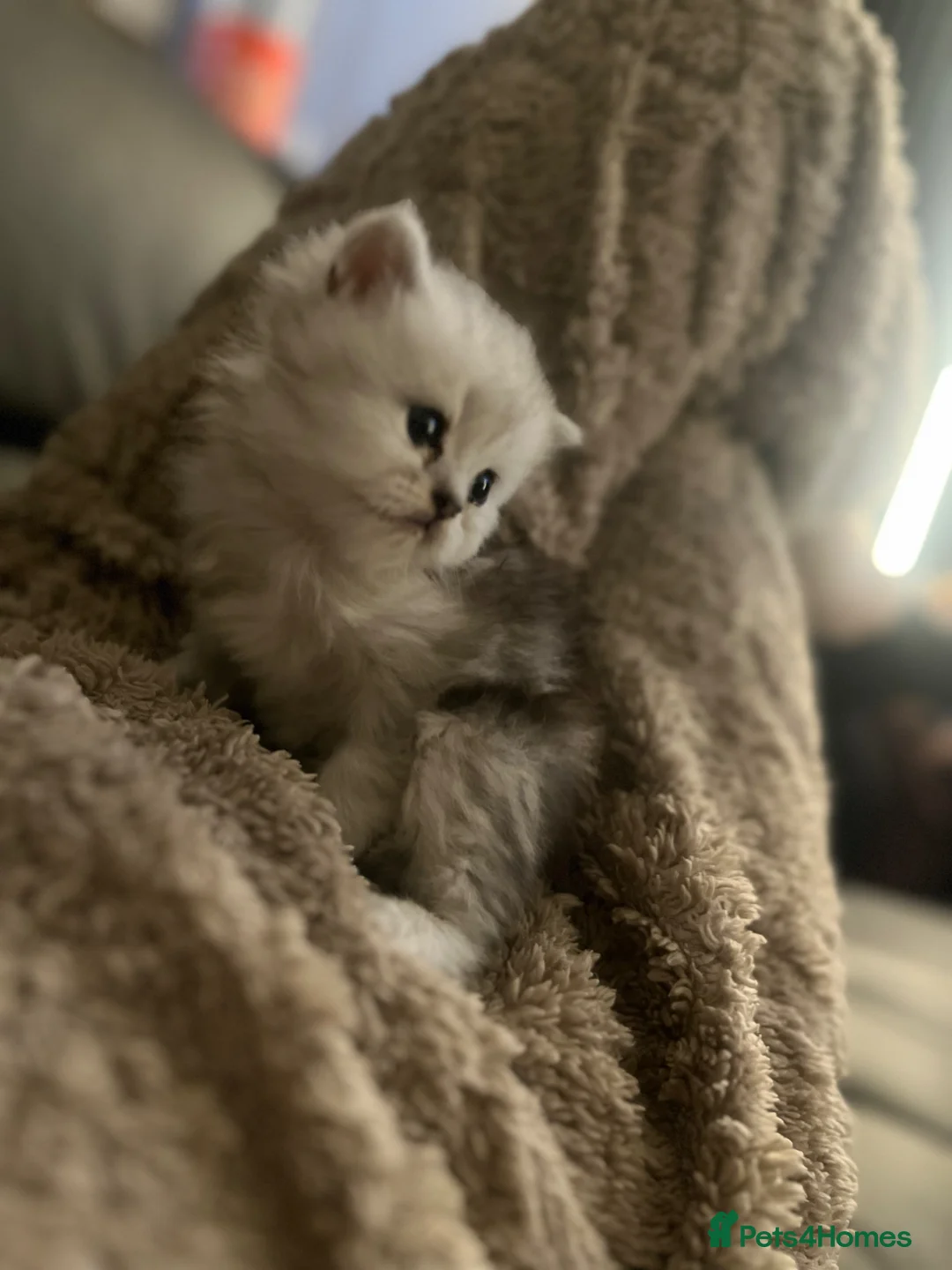 Persian cats for sale: Persian Kittens - Advert 2