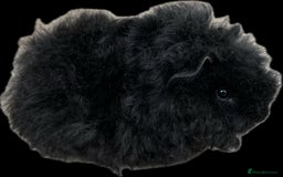 Guinea Pig rodents for sale: Longhaired (alpaca) baby guinea pigs  - Image 6
