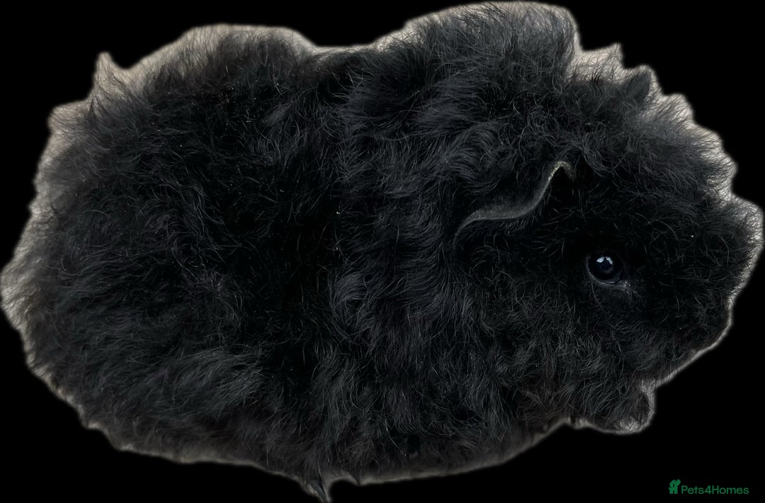Guinea Pig rodents for sale: Longhaired (alpaca) baby guinea pigs  - Image 6