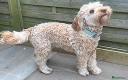 Australian Labradoodle dogs for sale: Multi Generational Australian Labradoodle Puppies - Image 3