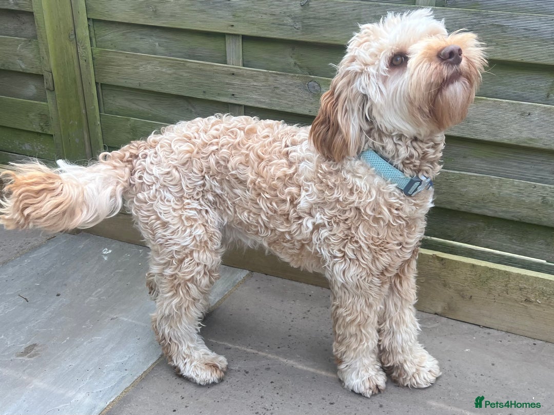 Australian Labradoodle dogs for sale: Multi Generational Australian Labradoodle Puppies - Image 3