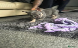 French Bulldog dogs for sale: *READY TO LEAVE* stunning lilac/tan girl frenchie - Image 2