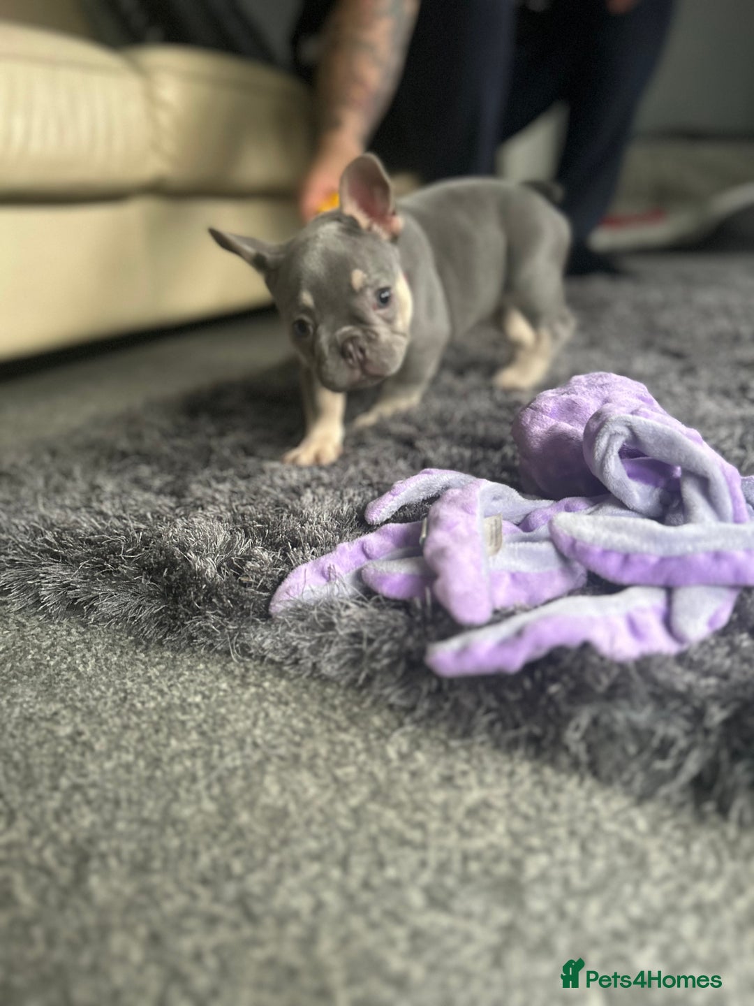 French Bulldog dogs for sale: *READY TO LEAVE* stunning lilac/tan girl frenchie - Image 2
