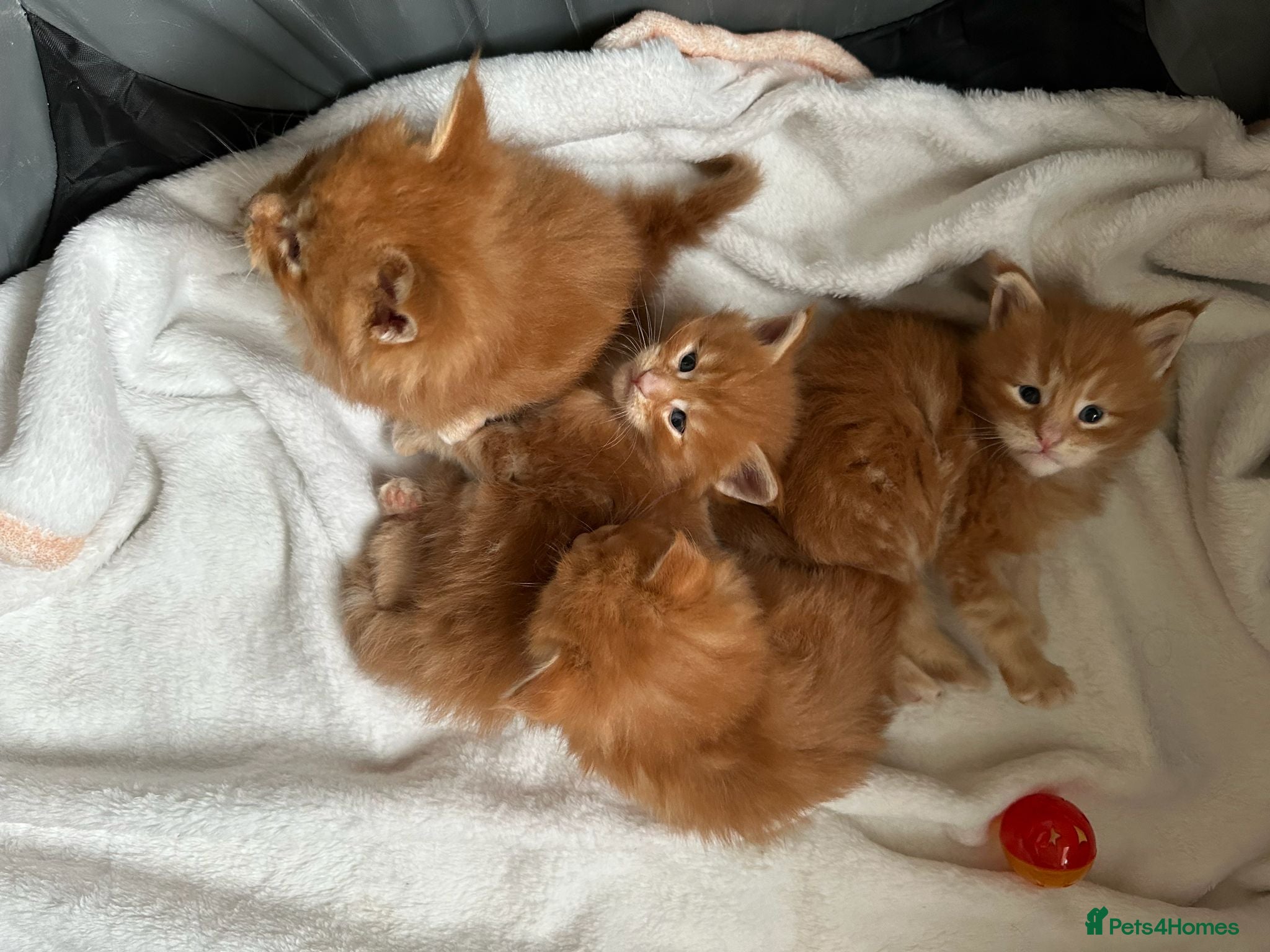 Maine Coon cats Maine Coon kitten for sale - Advert 1