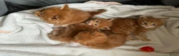 Maine Coon cats for sale: Maine Coon kitten for sale - Advert 1