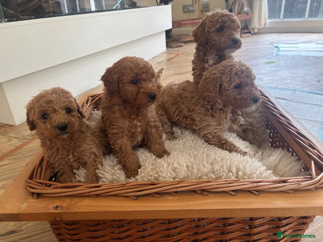 Cockapoo dogs for sale: Beautiful litter of Cockapoos for sale  - Advert 2