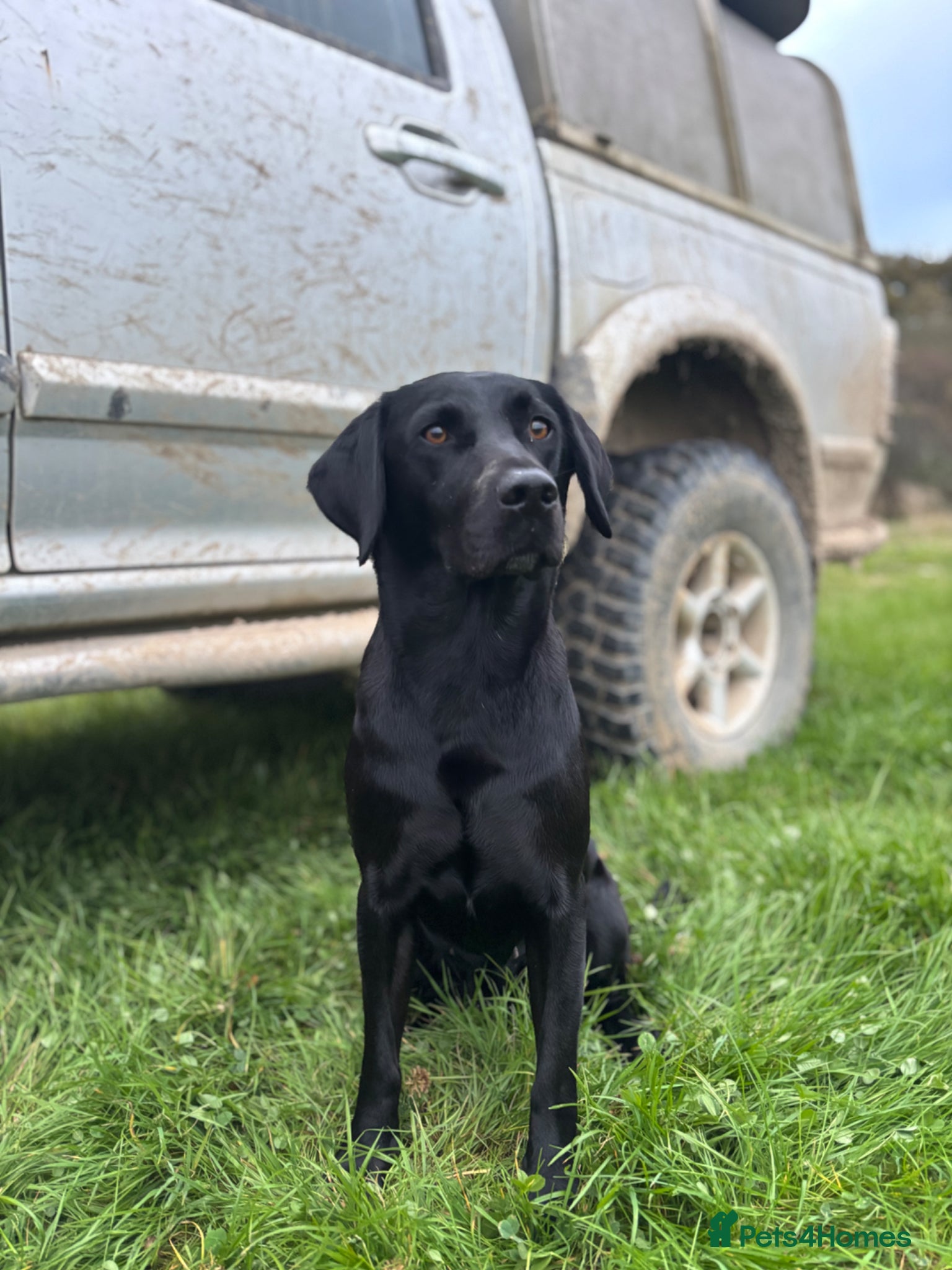 Labrador Retriever dogs Kc registered pedigree working labradors  - Advert 12