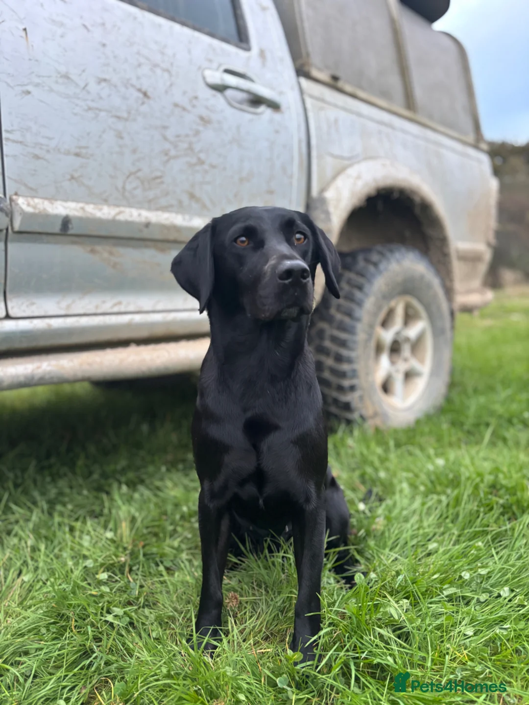 Labrador Retriever dogs for sale: Kc registered pedigree working labradors  - Advert 1