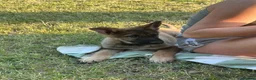 German Shepherd dogs for sale: Pure bred Straight Back German Shepherds - Advert 7