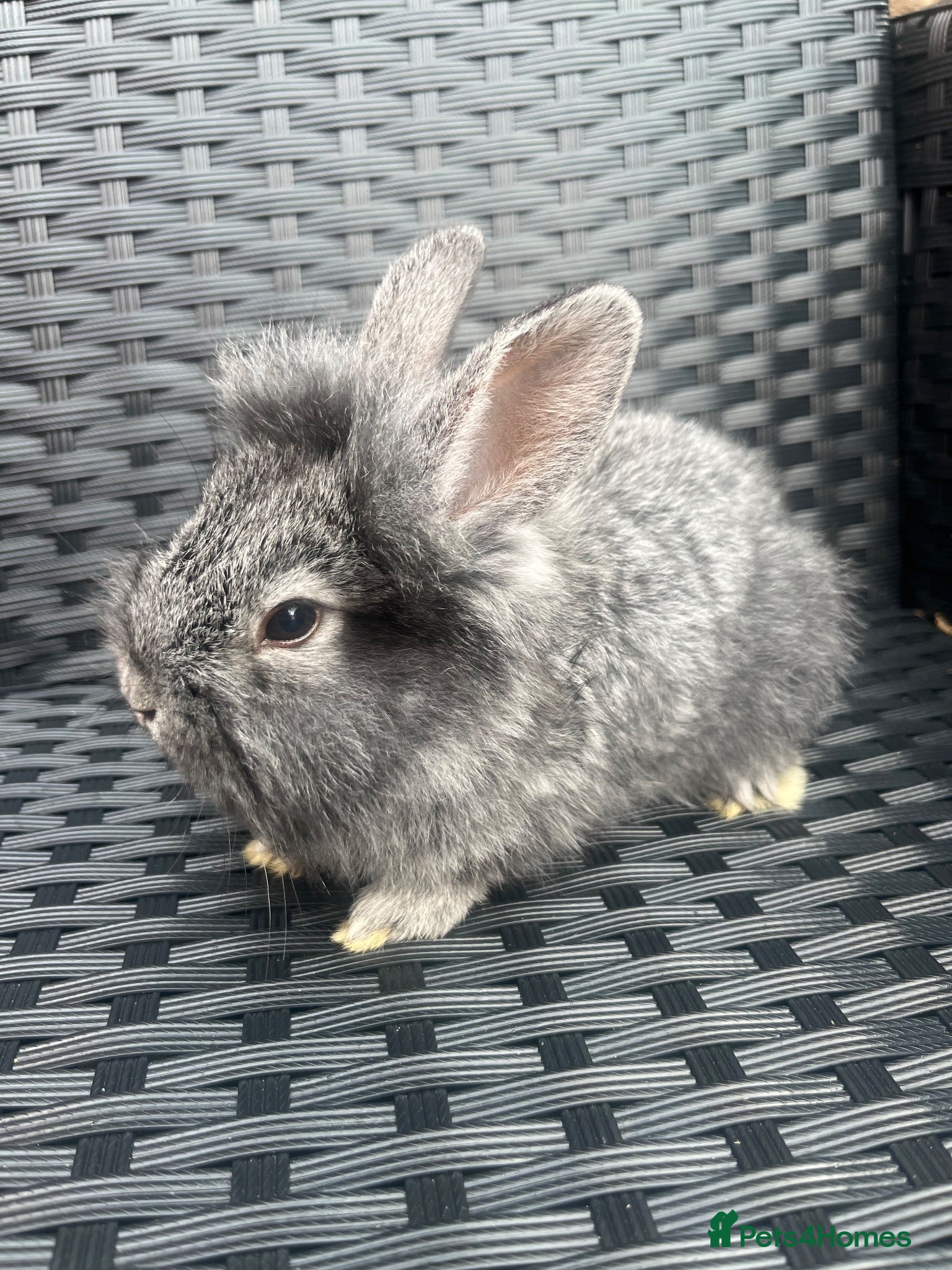 Mini Lion Lop rabbits Lion lops bunnies ready to leave 11th September - Advert 1
