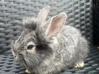 Mini Lion Lop rabbits Lion lops bunnies ready to leave 11th September - Advert 8