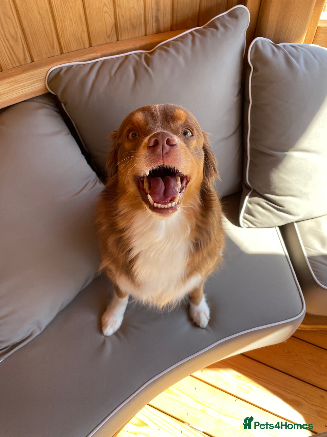 Australian Shepherd dogs for sale: Miley  - Advert 4