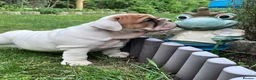 English Bulldog dogs for sale: 😍 Beautiful English Bulldog puppies 🥰 - Advert 4