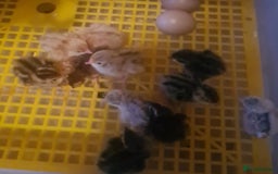 Quail poultry for sale: Quail for sale - Image 5