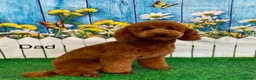Cavapoo dogs for sale: Deep Red F1 Cavapoos - Ready mid-January  - Advert 2