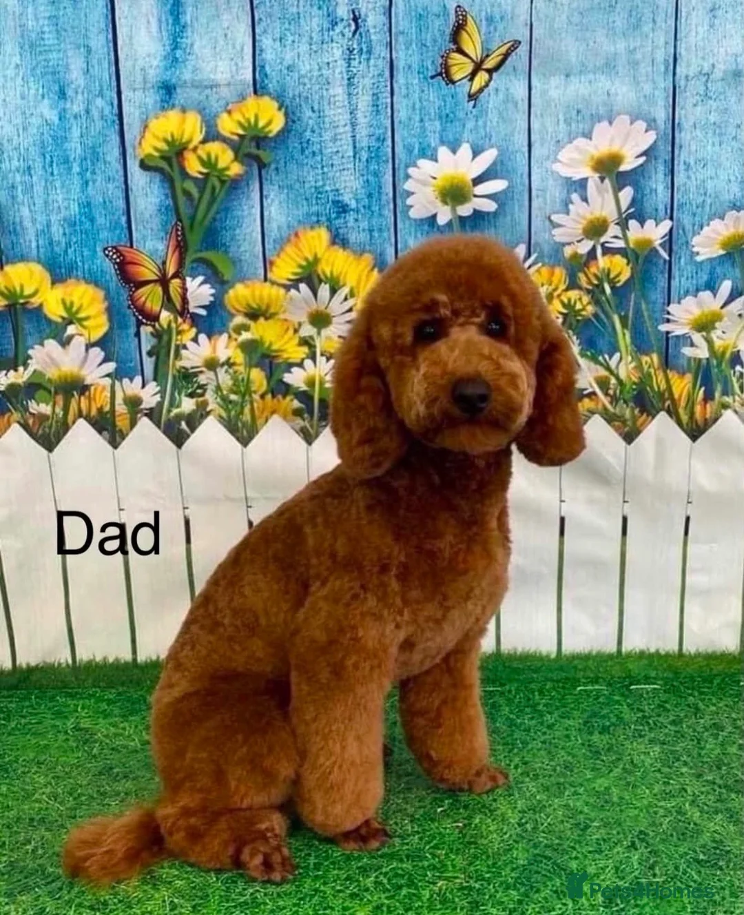 Cavapoo dogs for sale: Deep Red F1 Cavapoos - Ready mid-January  - Advert 2