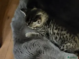 Mixed Breed cats Cute playful 5 kittens - Advert 3