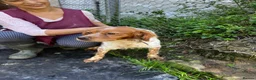 Brittany Spaniel dogs for adoption: Yair   in Worthing - Advert 8
