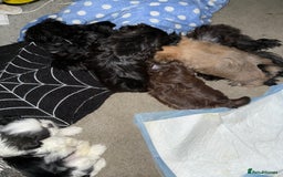 Shih Tzu dogs for sale: Imperial Shih Tzu puppies  - Image 7