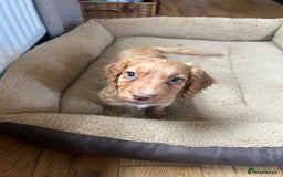 Cocker Spaniel dogs for sale: registered cocker spaniel pup for sale - Image 8