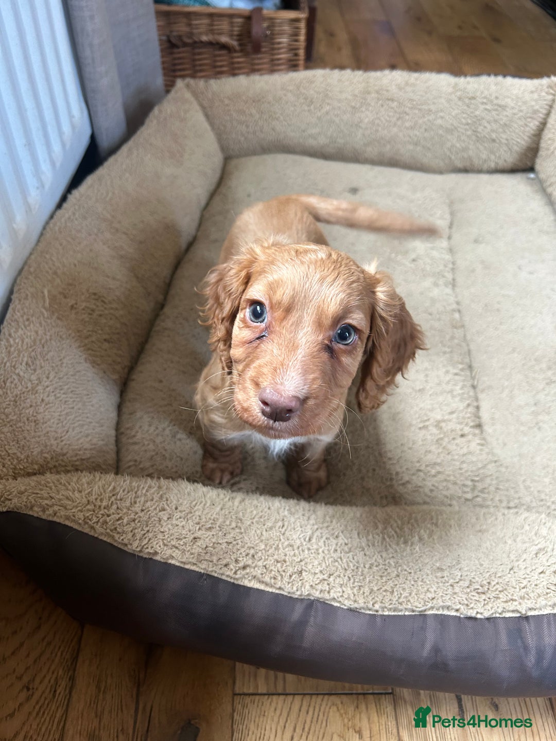 Cocker Spaniel dogs for sale: registered cocker spaniel pup for sale - Image 8