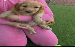 Cockapoo dogs for sale: Cockapoo puppys for sale - Image 15