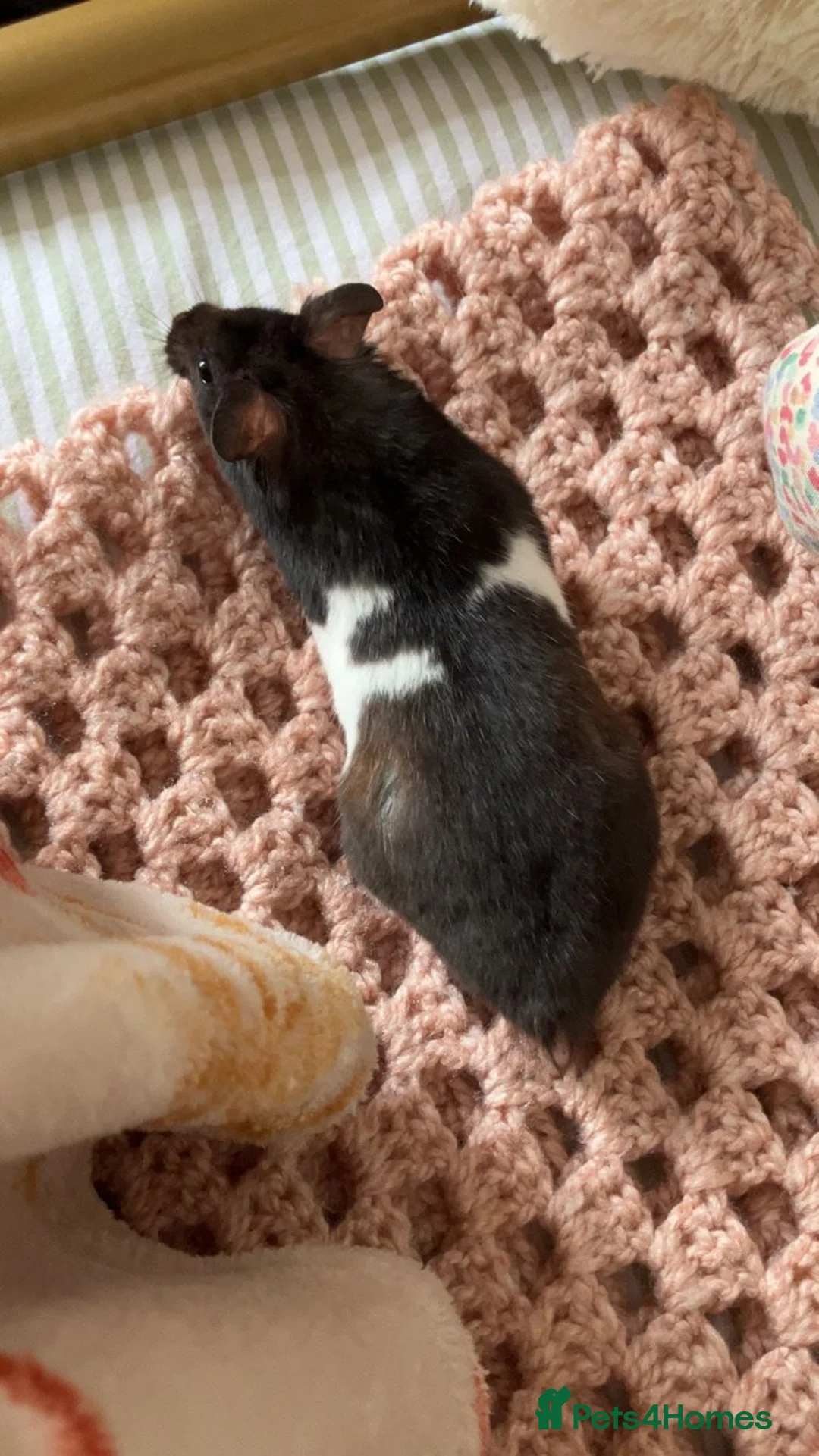 Hamster rodents for sale: Black & white male syrian with full cage setup - Advert 2