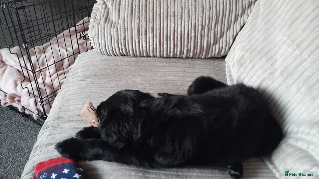 Golden Retriever dogs for sale: Puppy:DOB:23/10/25 - Advert 3