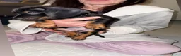 Dachshund dogs for sale:  DACHSHUND PUPPIES!! BEAUTIFUL AND HEALTHY - Advert 6