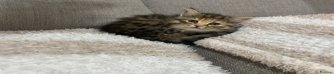 Persian Kitten 3