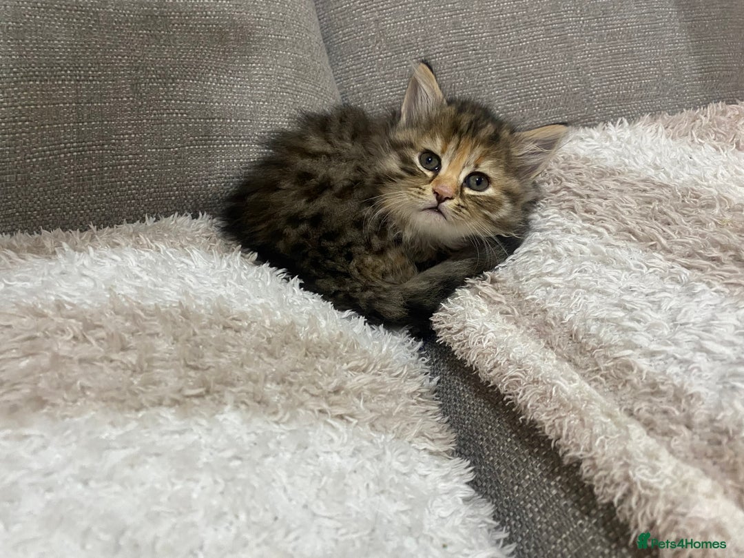 Persian cats for sale: Persian Cross Kittens  - Image 5