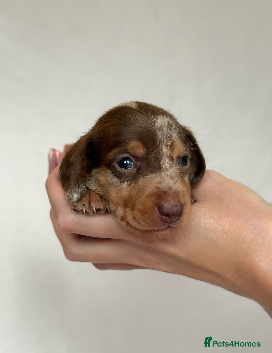 Miniature Dachshund dogs for sale: Miniature Dachshunds Puppies PRA Clear, KC Reg - Image 5