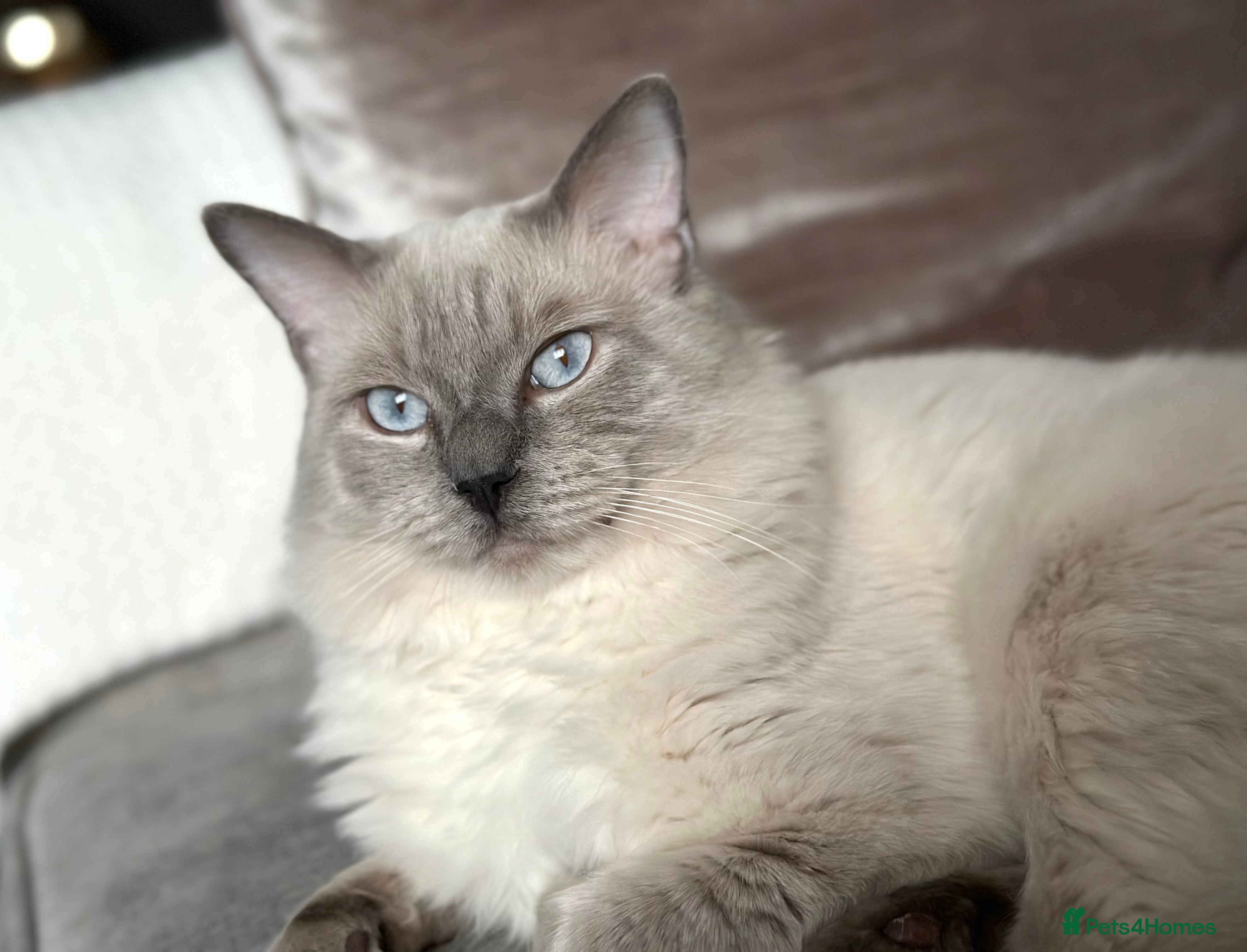 Ragdoll cats DNA TESTED🧬 Blue Point, Choc Carrier Ragdoll STUD - Advert 6