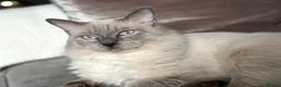 Ragdoll cats for stud: DNA TESTED🧬 Blue Point, Choc Carrier Ragdoll STUD - Advert 1