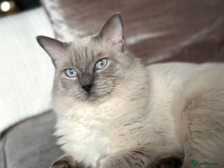 Ragdoll cats DNA TESTED🧬 Blue Point, Choc Carrier Ragdoll STUD - Advert 10