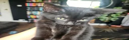 Sphynx cats for sale: Sphynx cross - Advert 9