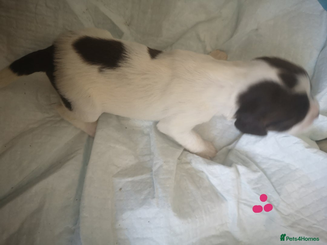 English Springer Spaniel dogs for sale: Beautiful springer Spainel pups. Ready 01/11/25 - Image 8