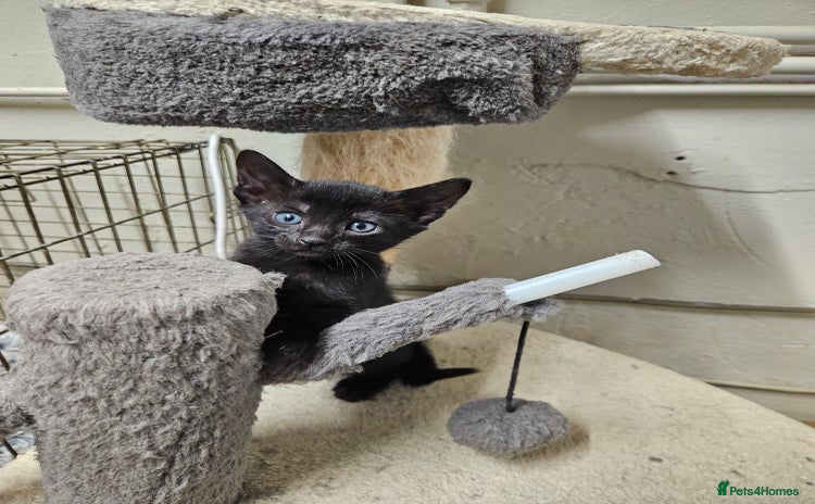 Oriental cats Oriental Mixed Breed - Advert 9