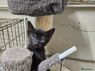 Oriental cats Oriental Mixed Breed - Advert 9