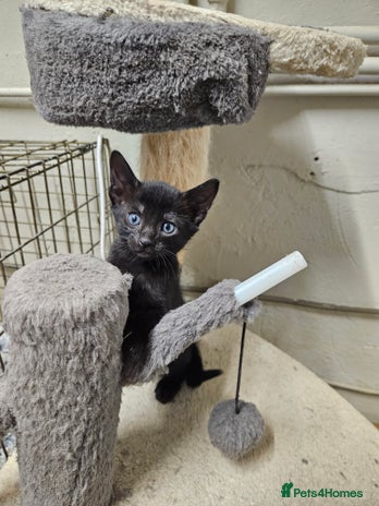 Oriental cats Oriental Mixed Breed - Advert 9