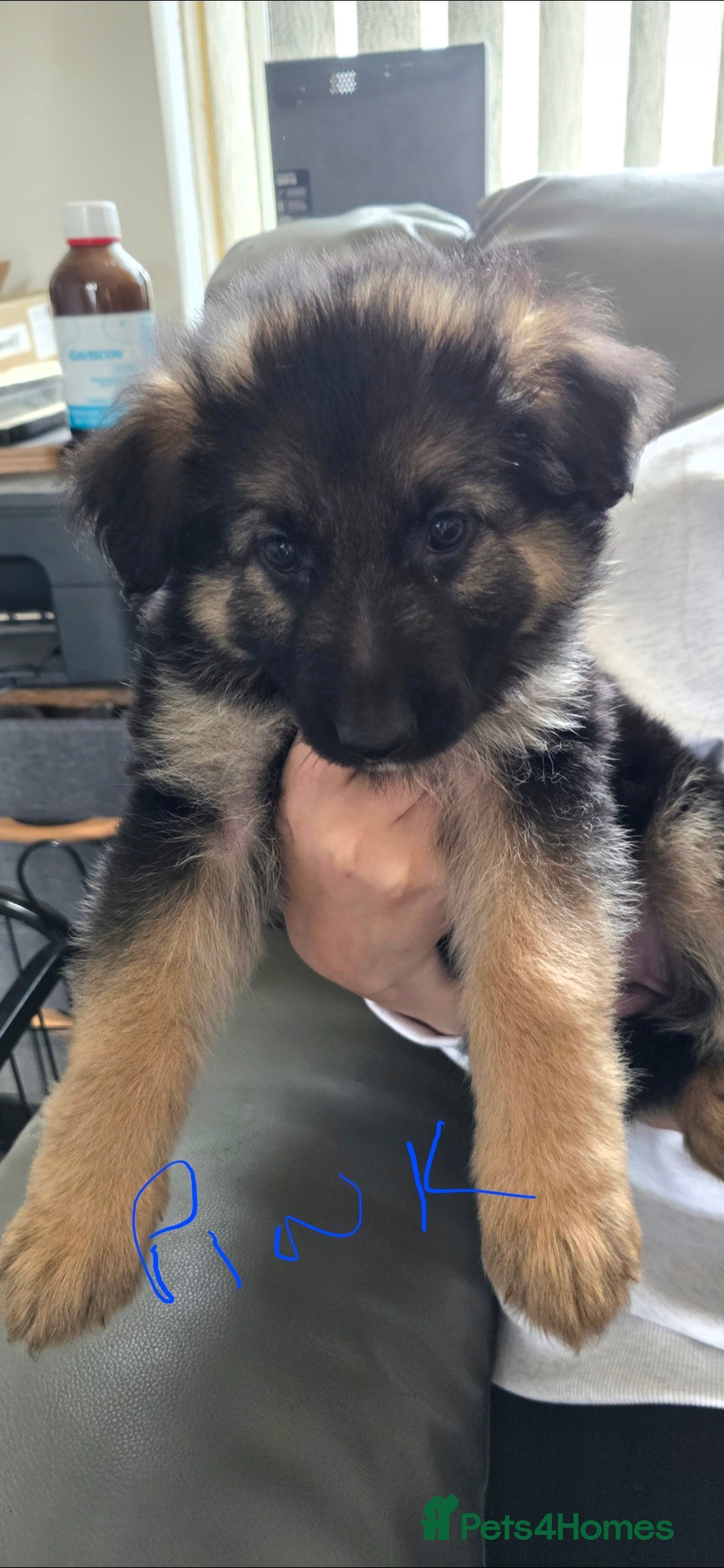 German Shepherd dogs for sale: German shepherd pups - Image 6