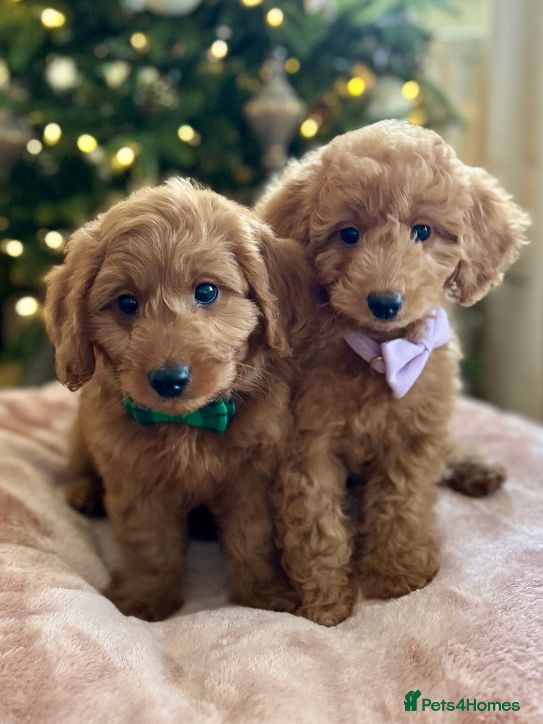Goldendoodle dogs for sale: F1b Mini Goldendoodles - DNA/health tested - Advert 7