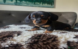 Miniature Dachshund dogs for sale: Short-haired Miniature Dachshunds  - Image 10