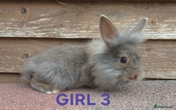 Lionhead rabbits for sale: Beautiful lionheads - Image 5